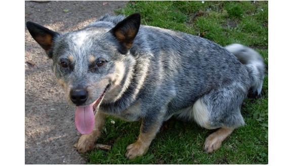 一只澳大利亚牧牛犬的征婚启事，看完笑喷了