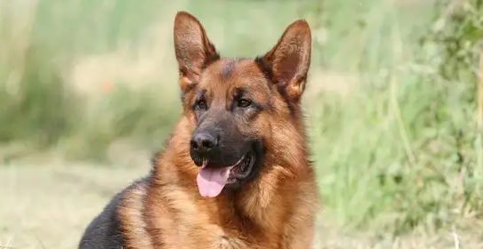 为什么很少人养德牧？原因竟然是这样....