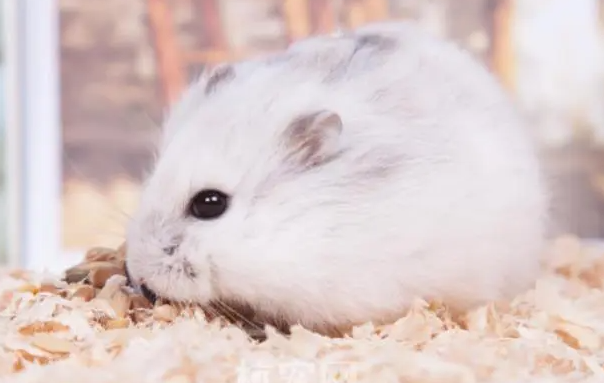 带你了解:一线仓鼠不吃东西怎么办? 带你了解:一线仓鼠不吃东西怎么办?