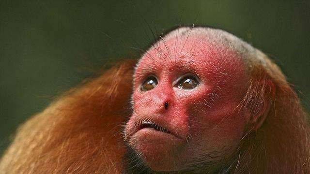 为什么赤秃猴有猴界“裘千尺”的称号？一文告诉你答案