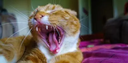 今日科普：猫打嗝什么意思？