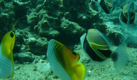 蝴蝶or鱼？傻傻分不清楚，人字蝶了解一下