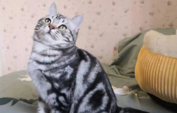 美短和土猫的区别有哪些?我来告诉你们答案! 美短和土猫的区别有哪些?我来告诉你们答案!