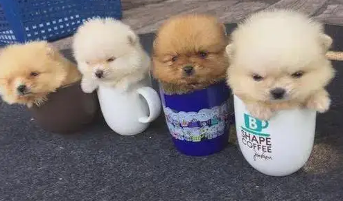 茶杯犬怎么来的,看完这篇文章你就清楚了 茶杯犬怎么来的,看完这篇文章你就清楚了