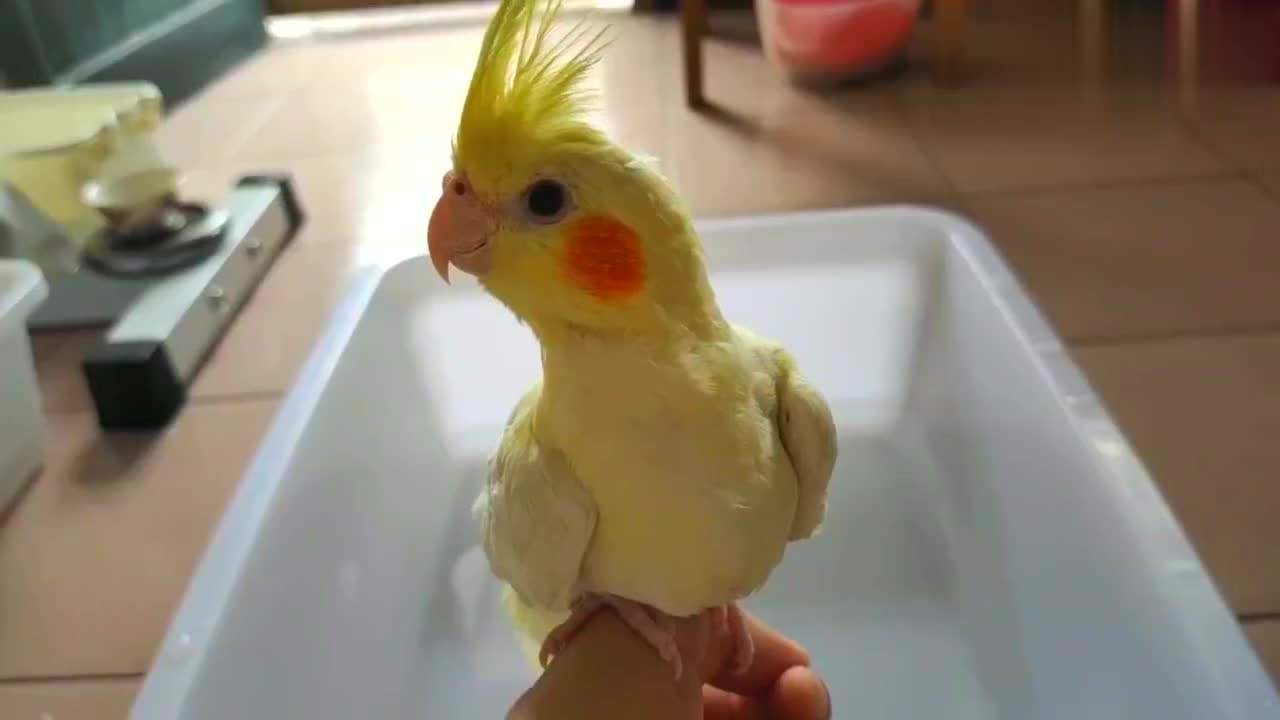 饲养玄凤鹦鹉前，还是先来了解下它是否会说话