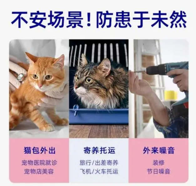 小壳Cature有办法解决猫咪胆子太小，出行困难的问题