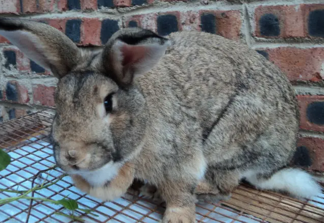 比利时兔怎么养？想知道的看过来