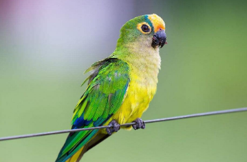 黄额鹦鹉喜欢吃什么饲料？新手小白了解一下！