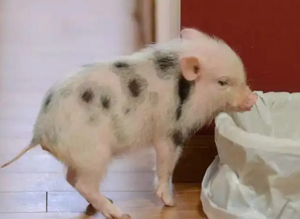 小巧可爱的胡利亚尼猪，你们了解怎么养吗？