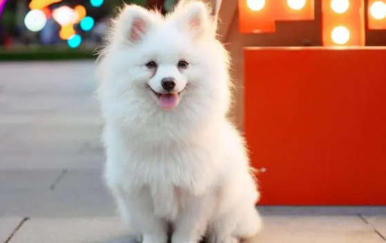 如何分辨是不是犬窝咳？该怎样应对？