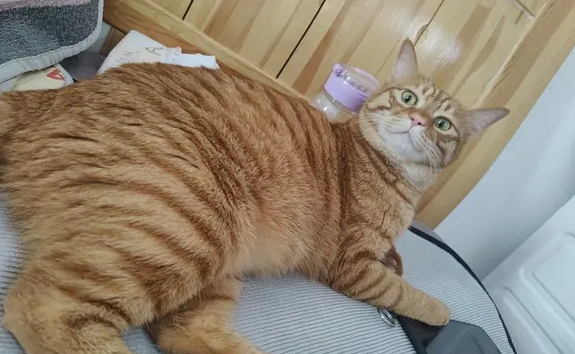 猫咪希望有个伴吗?铲屎官们一定要了解 猫咪希望有个伴吗?铲屎官们一定要了解