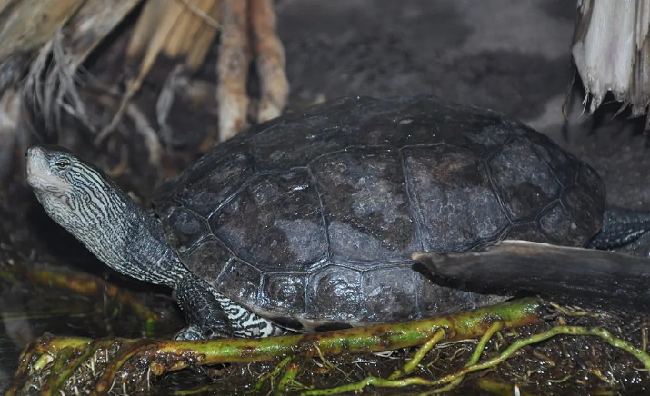 饲养中华花龟有“妙招”，掌握这些知识一定能养好它