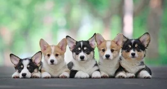 柯基是猎犬还是牧羊犬?快来看看吧~ 柯基是猎犬还是牧羊犬?快来看看吧~