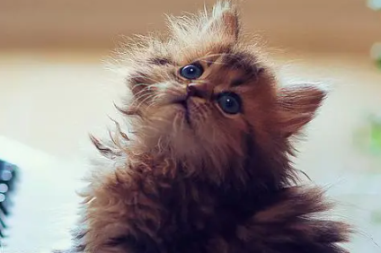 怎么摸猫膀胱涨不涨，看完这篇文章你应该就清楚了~