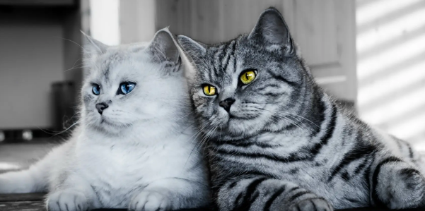 猫希望有个伴吗？在这里，可以找到答案