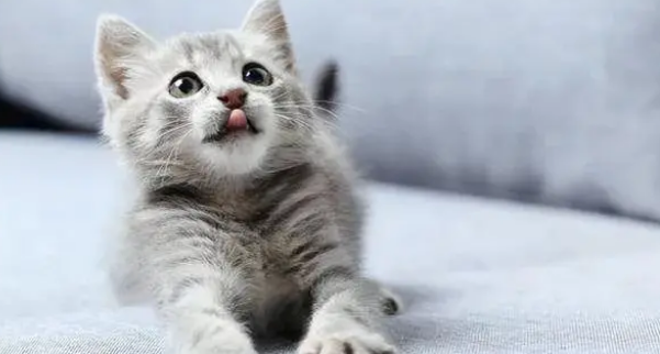 铲屎官都关心的事：给喵星人买猫窝真的有必要吗？！