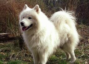 萨摩耶的一生，竟然这么精彩？