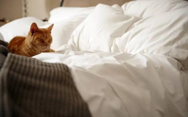 猫咪来新家，猫窝有哪些选购要求，给喵喵一个舒适的家