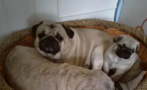 狗上皮过敏是什么意思？不理解的来这看看