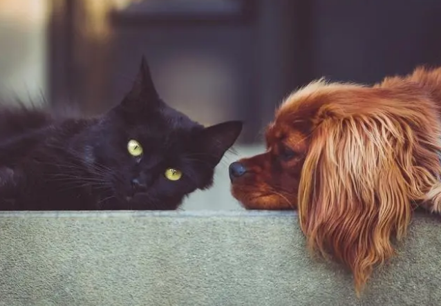 宠物医生都在推荐的大宠爱，有什么驱虫优势？