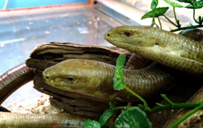 帝王蛇蜥和蛇的区别在哪里？看完秒懂