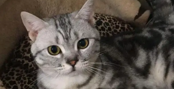 英短美短串值钱吗？来看看