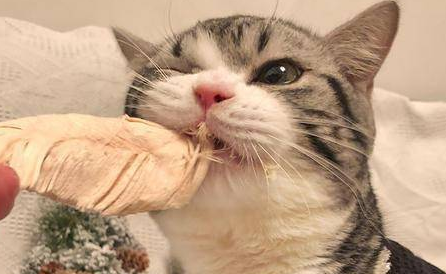  谁说猫咪要吃素？它可是纯粹的肉食性动物