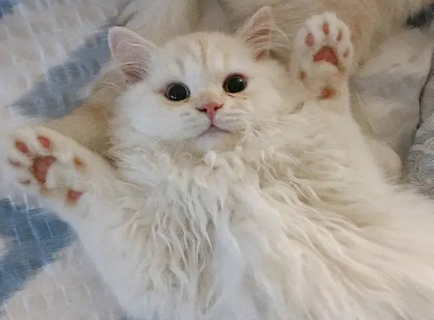 猫咪换粮失败怎么办？教你6招，让猫咪顺利换粮食