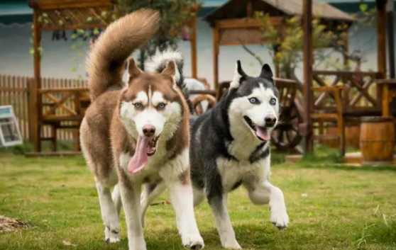 哈士奇为什么学狼叫？有什么含义吗？