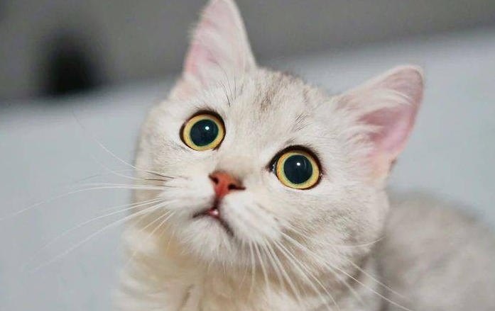 猫咪能陪伴你多久？做好这几点，猫咪更长寿~