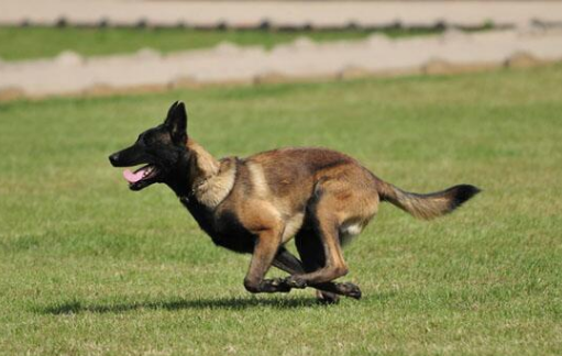 马犬是什么狗狗培育出来的，你知道吗？