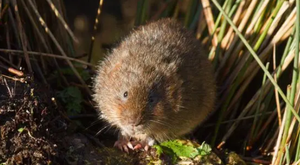 水田鼠可以训练吗？掌握方法就不难！