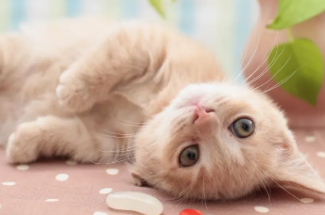 猫拉屎为什么要埋起来？我来告诉你答案！