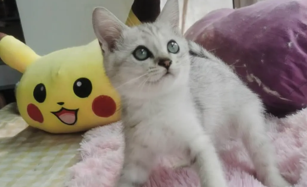 美短有银渐层吗？原来银渐层是猫中贵族