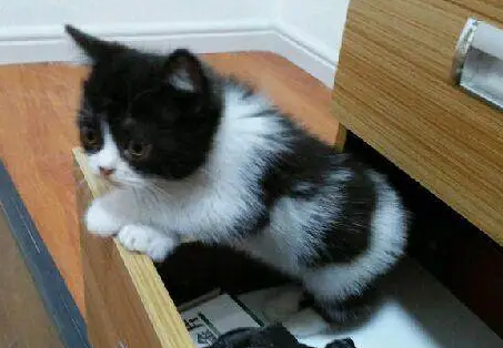 区分黑白英短和奶牛猫的方法，可以来这里看看！