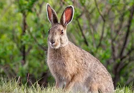 比利时兔多大开始繁殖，主人必看