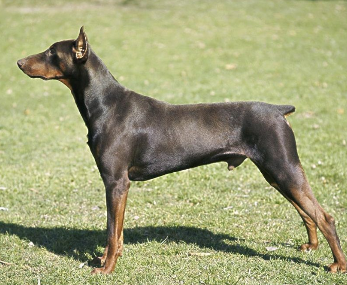 尾巴短的狗是什么品种？有人知道不？