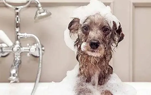 狗窝除臭经验：封闭式狗窝很臭怎么办，封闭式狗窝几天就臭