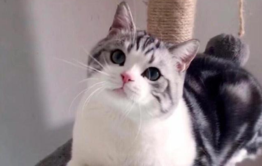 长不大的猫咪品种有哪些?喜欢小型猫的朋友不要错过! 长不大的猫咪品种有哪些?喜欢小型猫的朋友不要错过!