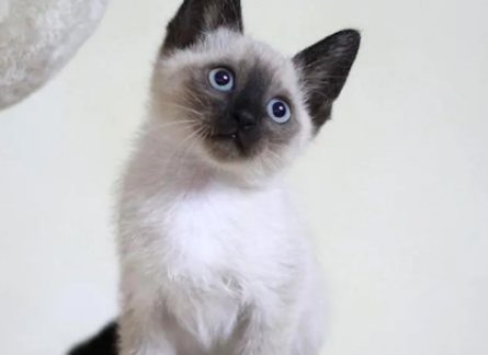 暹罗猫是哪个国家的品种?好奇的你快来看看吧~