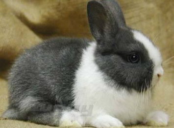 道奇侏儒兔和道奇垂耳兔区别，有以下几个方面