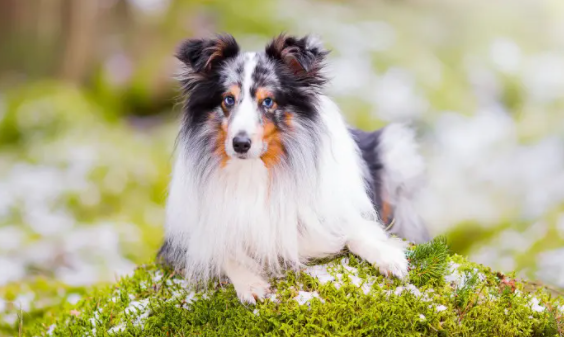 喜乐蒂牧羊犬是烈性犬吗？快来了解一下吧！