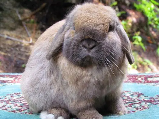 荷兰垂耳兔的性格特点，不清楚的来看看吧