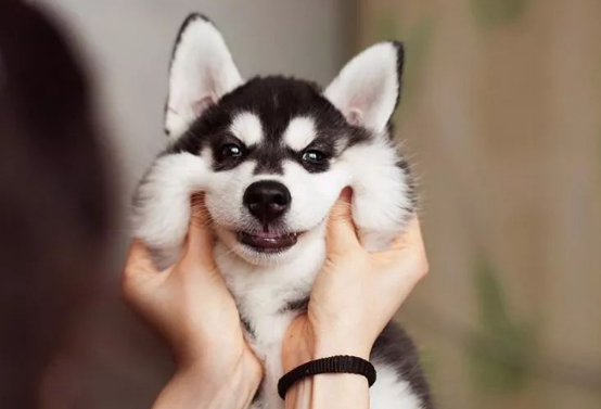 哈士奇看起来傻乎乎的,这是为啥? 哈士奇看起来傻乎乎的,这是为啥?