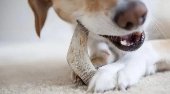 养狗知识:扒一扒狗要吃狗粮的原因 养狗知识:扒一扒狗要吃狗粮的原因