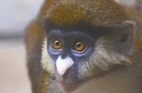 关于小白鼻长尾猴，你了解多少？