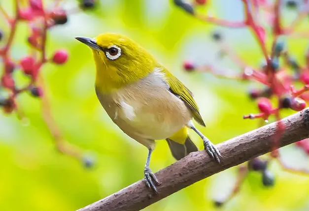 绣眼鸟什么时候换毛?有人清楚吗? 绣眼鸟什么时候换毛?有人清楚吗?