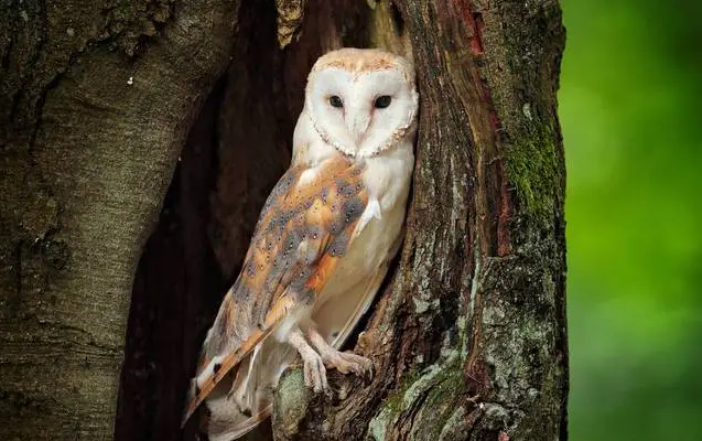 猫头鸟其实就是我们所熟悉的猫头鹰，据统计，猫头鸟的总数已经超过了130多种，它们分别在各个地方。大部分猫头鸟都喜欢躲在树叶中间睡觉，常常在夜间出来寻找食物，那你知道猫头鸟的寿命是多少年吗？继续往下看吧。 猫头鸟的寿命取决于它的生活环境，并没有很固定的数字，不过一般寿命都在3年左右。