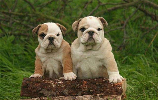 不建议养英国斗牛犬的原因，不妨来看看~