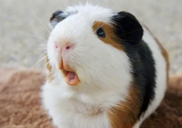 荷兰猪咬人之后,死掉了,咋回事? 荷兰猪咬人之后,死掉了,咋回事?